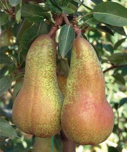 1 plant /tree (approx 1m) - Pero abata (Pyrus communis) * pear