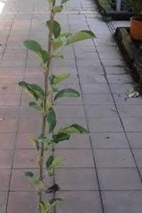 1 plant /tree (approx 1m) - Spondias dulcis (fuji apple)