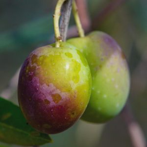 1 plant /tree (approx 1m) - olea europea (pidicuddara) *olive