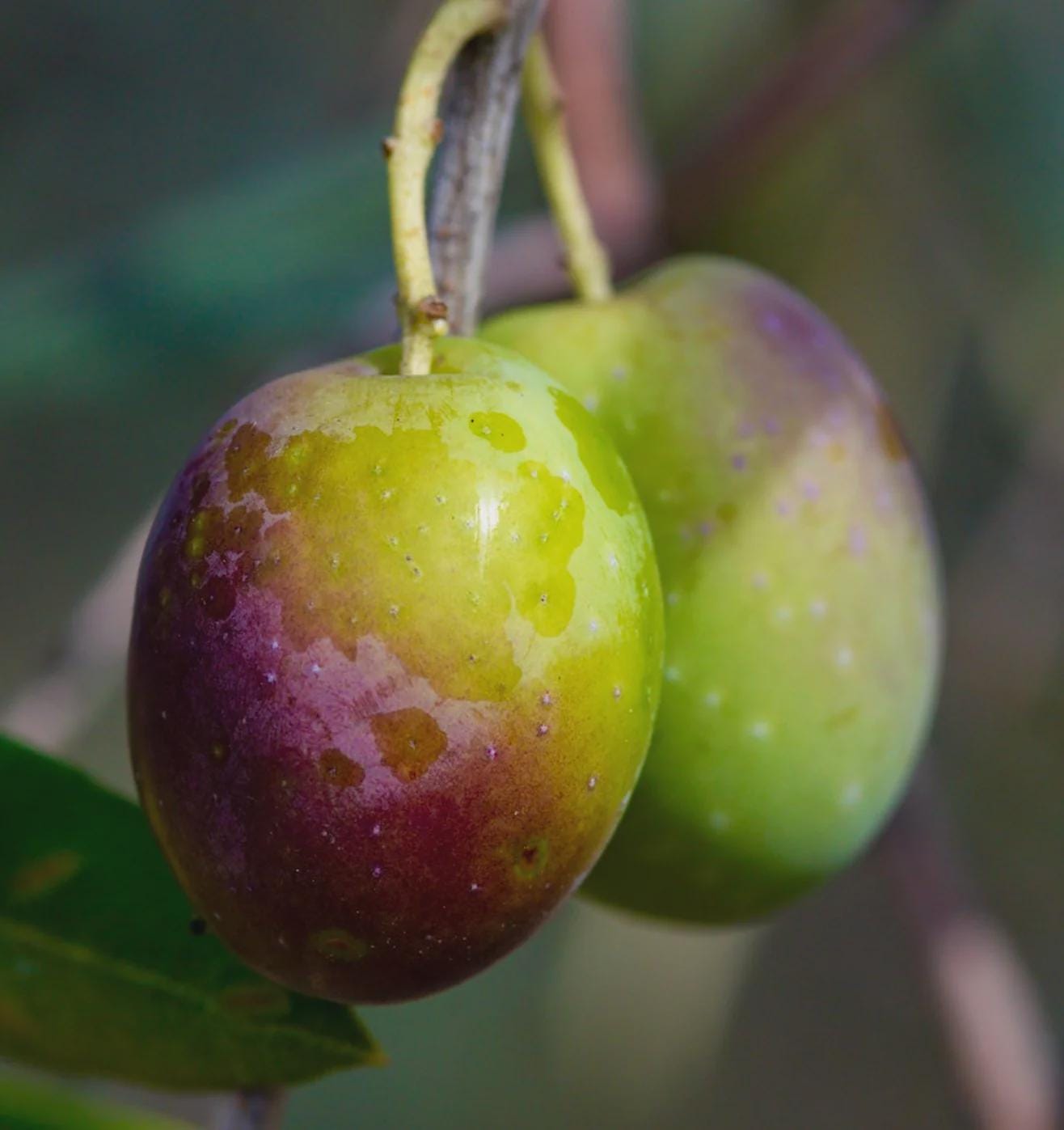 1 plant /tree (approx 1m) - olea europea (pidicuddara) *olive