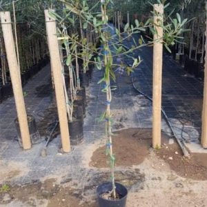 1 plant /tree (approx 1m) - olea europea (grossa di spagna) *olive