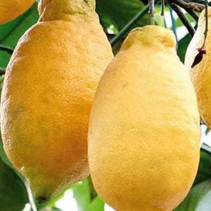 1 plant /tree (approx 1m) -Citrus limon (lunariol) *lemon