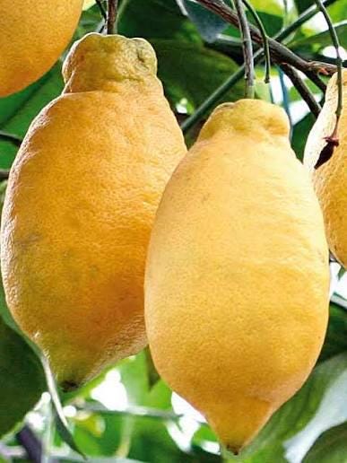1 plant /tree (approx 1m) -Citrus limon (lunariol) *lemon