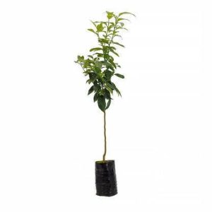 1 plant /tree (approx 1m) -Citrus limon (Limetta Calabrese (Limone dolce o Piretta)) *lemon