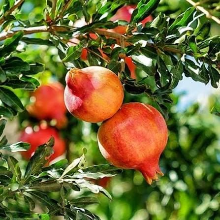 2 cuttings - Punica protopunica (Pomegranate tree) * edible
