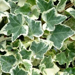 4 cuttings - Hedera helix (Common Ivy) *variegated