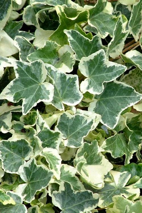 4 cuttings - Hedera helix (Common Ivy) *variegated