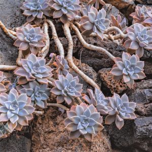 2 head cuttings - Graptopetalum paraguayense * Succulent