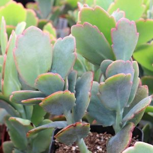 2 cuttings - Kalanchoe fedtschenkoi * Succulent
