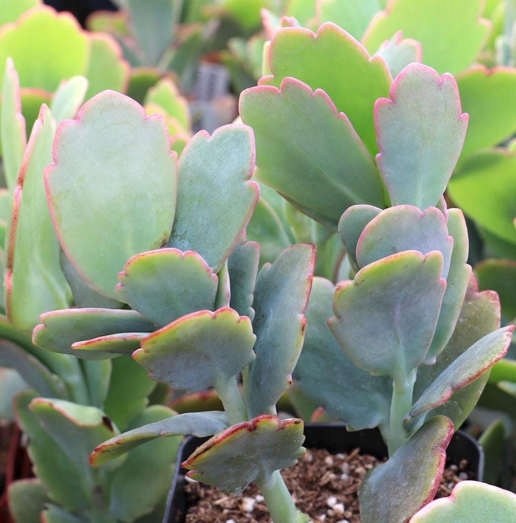 2 cuttings - Kalanchoe fedtschenkoi * Succulent