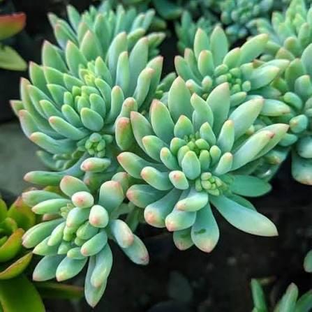 2 head cuttings - sedum pachyphyllum * Succulent