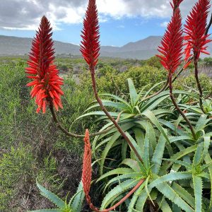 1 cutting- aloe arborescens mill