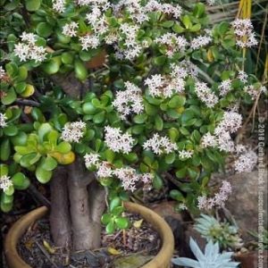 2 cuttings - Crassula Ovata (Jade Plant)