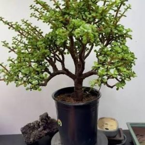 2 cuttings - portulacaria afra jacq