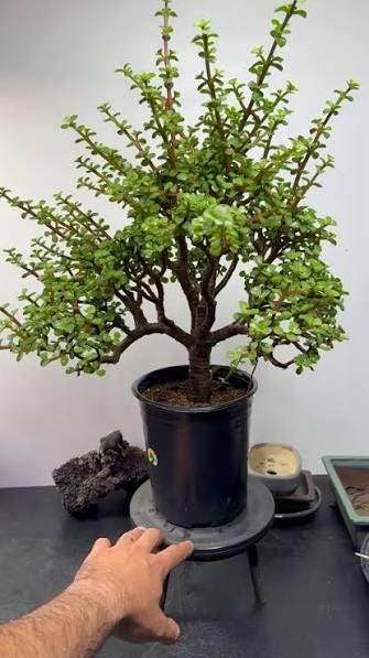 2 cuttings - portulacaria afra jacq