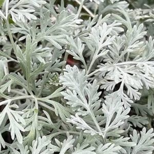 100Gram - artemisia wormwood (dried on order) *Medicinal