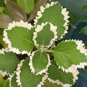 2 cuttings - coleus madagascariensis (pers.) a.cheval