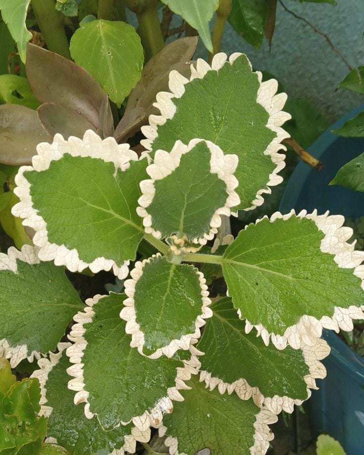 2 cuttings - coleus madagascariensis (pers.) a.cheval