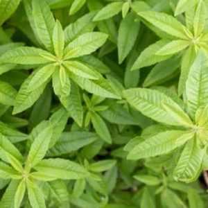 20Gram - citronella citriodora leaves (dried on order) *Medicinal
