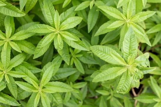 20Gram - citronella citriodora leaves (dried on order) *Medicinal