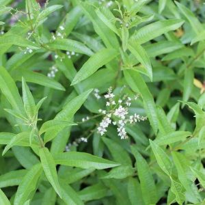 3 cuttings - citronella citriodora (Lemon Eucalyptus) *mosquito repelent