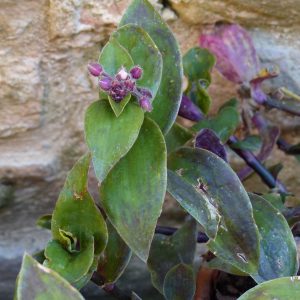 3 cuttings - Tradescantia blossfeldiana (cerinthoides) - Wandering jew *green purple