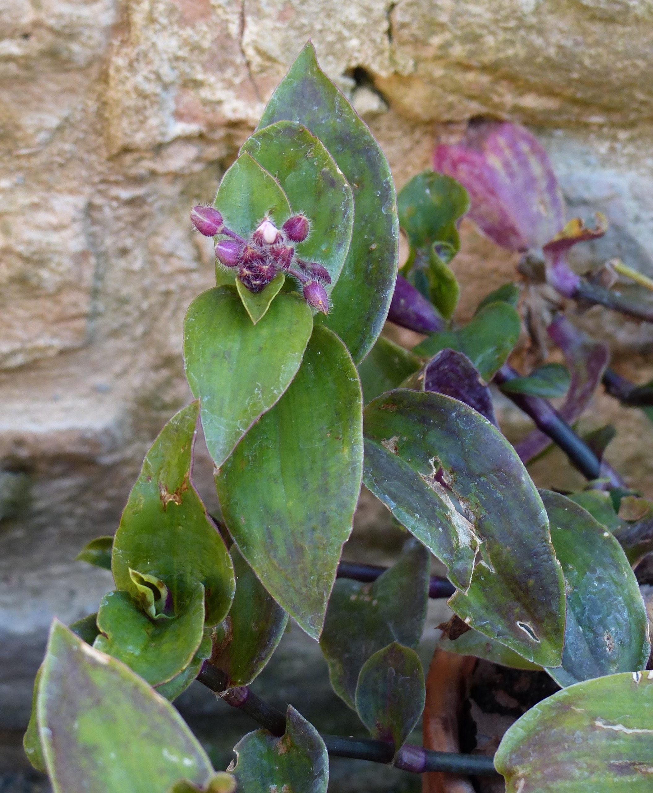 3 cuttings - Tradescantia blossfeldiana (cerinthoides) - Wandering jew *green purple