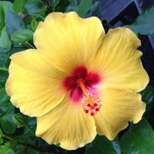 hibiscus 2 cuttings * single yellow red