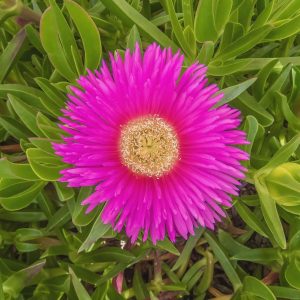 1 plant - Carpobrotus edulis (pig plant) *pink