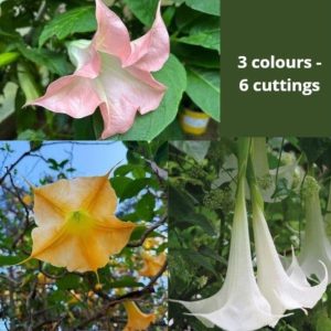 6 cuttings - brugmansia (angels trumpet) - 2 white, 2 pink & 2 yellow single (3 colours set)