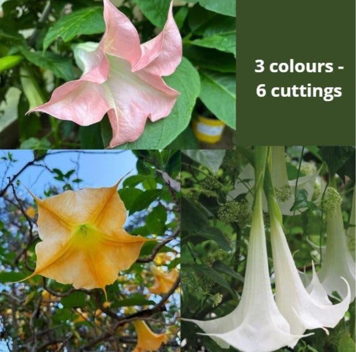 6 cuttings - brugmansia (angels trumpet) - 2 white, 2 pink & 2 yellow single (3 colours set)
