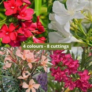 8 cuttings - nerium oleander - 2 red, 2 white,  2 pink & 2 peach (4 colours set)