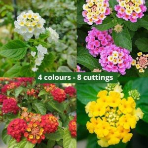 8 cuttings - Lantana camara - 2 pink, 2 red, 2 white & 2 yellow (4 colours set)