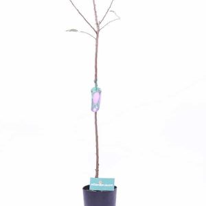 1 plant /tree (approx 1m) - Prunus  (angeleno plum)
