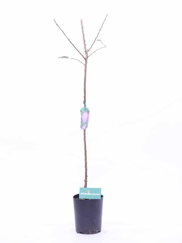 1 plant /tree (approx 1m) - Prunus (angeleno plum)