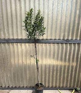 1 plant /tree (approx 1m) - Prunus dulcis var. (genco)