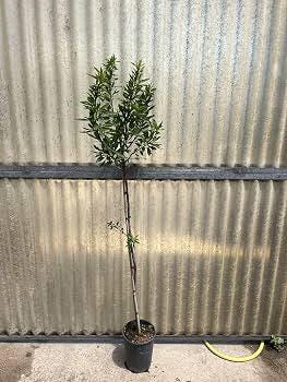 1 plant /tree (approx 1m) - Prunus dulcis var. (genco)