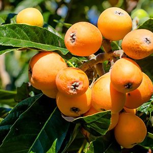 1 plant /tree (approx 1m) - loquat (nespolo d'inverno)