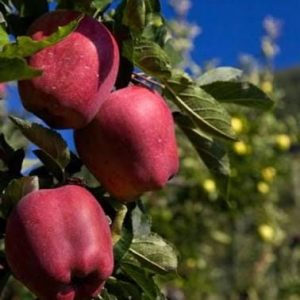 1 plant /tree (approx 1m) - Spondias dulcis (deliziosa apple)