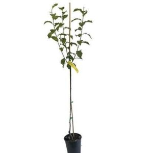 1 plant /tree (approx 1m) - Prunus  (president plum)