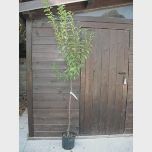 1 plant /tree (approx 1m) - Prunus  (friar plum)