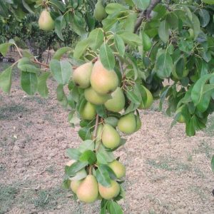 1 plant /tree (approx 1m) - Pero Coscia estiva (Pyrus communis)