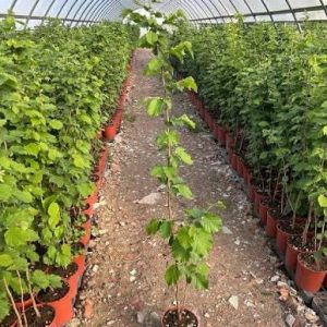 1 plant /tree (approx 1m) - Corylus avellana (hazelnut commune)
