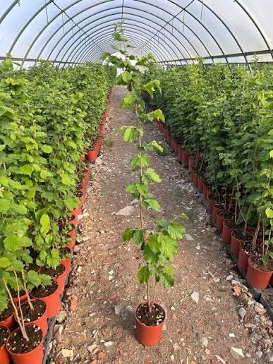 1 plant /tree (approx 1m) - Corylus avellana (hazelnut commune)