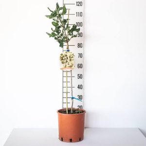 1 plant /tree (approx 1m) - pistachio  (Pistacia vera) *female