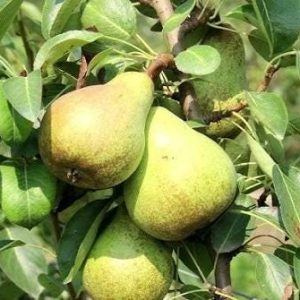 1 plant /tree (approx 1m) - Pero gentile(Pyrus communis) * pear