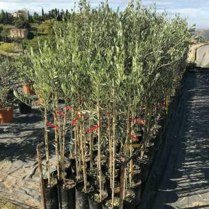 1 plant /tree (approx 1m) - olea europea (tonda iblea) *olive