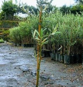 1 plant /tree (approx 1m) - olea europea (giaraffa) *olive