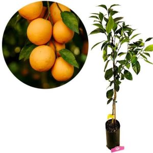 1 plant /tree (approx 1m) - citrus sinensis (navel powell) *orange