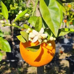 1 plant /tree (approx 1m) - citrus sinensis (brasiliano) *orange